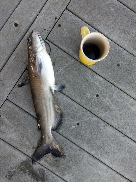 lake norman channel catfish and a cup of coffee